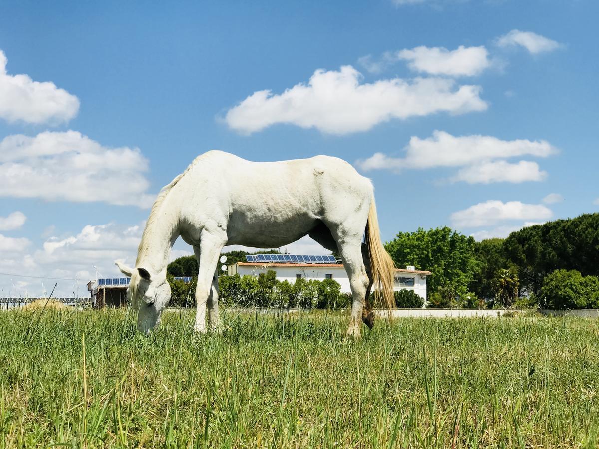 Masseria Nel Sole Hotel Lucera Buitenkant foto